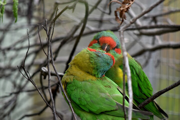 The musk lorikeet is mainly green and it is identified by its red forehead, blue crown and a distinctive yellow band on its wing.