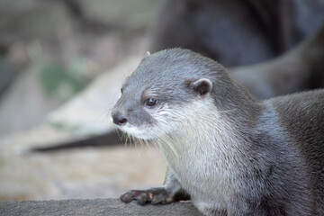 Asian small clawed otters are small, with short ears and noses, elongated bodies, long tails, and...