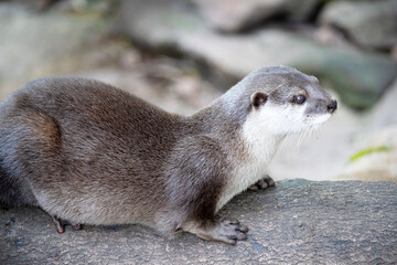 Asian small clawed otters are small, with short ears and noses, elongated bodies, long tails, and...