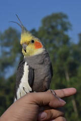 Cockatiel Gray parrot
