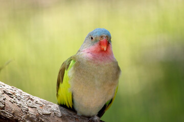 the princes parrot has a pink neck and a light blue head and green wings