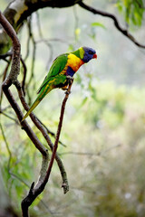 The rainbow lorikeet has a bright yellow-orange/red breast, a mostly violet-blue throat and a yellow-green collar.