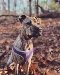 american staffordshire terrier