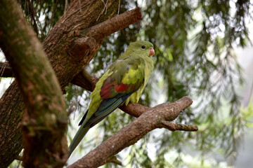 The female regent parrot is all light green. It has yellow shoulder patches and a narrow red band crosses the centre of the wings and yellow underwings.