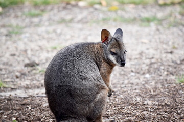 Naklejka premium the tammar wallaby has dark greyish upperparts with a paler underside and rufous-coloured sides and limbs.