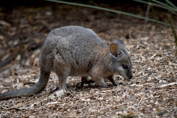 the tammar wallaby  has dark greyish upperparts with a paler underside and rufous-coloured sides and limbs. The tammar wallaby has white stripes on its face.