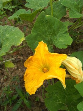 pumpkin flower