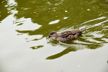 the female teal duck has dark brown feathers edged in tan with a black beak and brown eyes