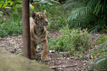 At four months of age tiger cubs are about the size of a medium-sized dog and spend their day playing, pouncing and wrestling with siblings