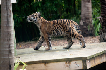 Tiger cubs have a coat of golden fur with dark stripes, the tiger is the largest wild cat in the world.