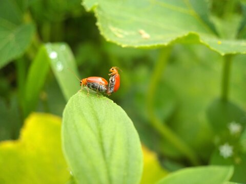 insects mating on a leaf
