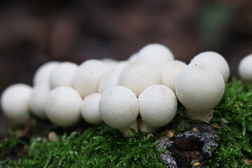 Pear-shaped puffball, Apioperdon pyriforme, previously called Lycoperdon pyriforme, commonly known as stump puffball, wild fungus from Finland