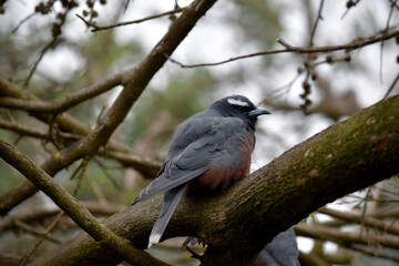 Fototapeta premium The white browed woodswallow is a grey bird with a dark grey face and white eyebrow