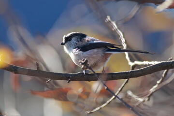 Kawaii Long-tailed Tit