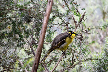 the yellow tufted honeyeater has a bright yellow forehead, crown and throat, a glossy black mask and bright golden ear-tufts.