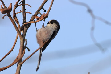 Kawaii Long-tailed Tit