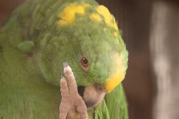 the yellow-fronted Amazon parrot has a green body with a yellow forehead and brown eyes