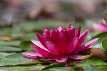 Pink lotus water lily flower in pond, waterlily with green leaves blooming