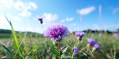 A vibrant purple flower blooming in a field of green grass, time delay method