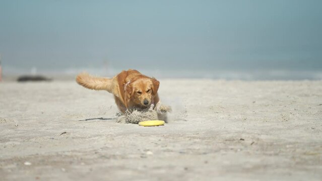 Cinematic shot of Golden Retriver chasing fresbee on the beach