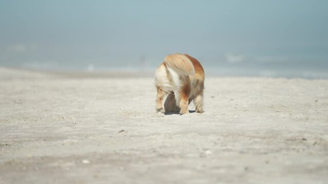 Golden Retriever chasing freesbee 