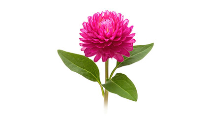 Gomphrena flower isolated on a transparent background