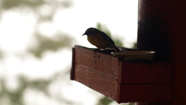 P&aacute;jaro amarillo en bebedero 