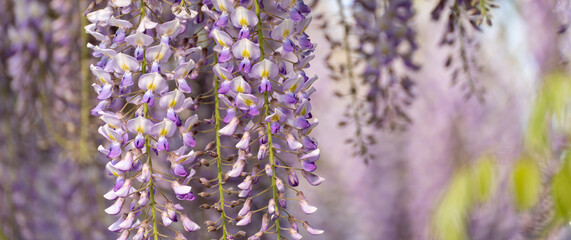 Blooming Wisteria Sinensis with classic purple flowers in full bloom in drooping racemes against the sky. Garden with wisteria in spring. © svetograph