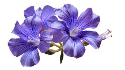 Jacobs Ladder isolated on a transparent background