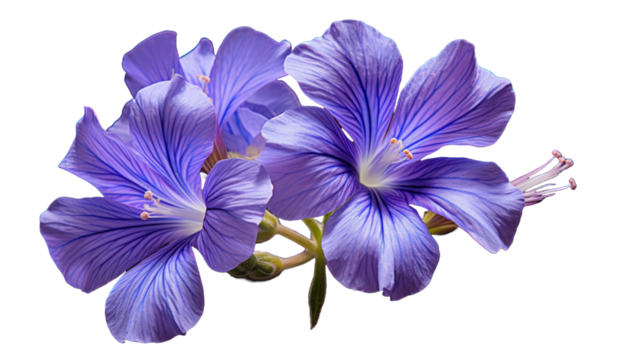 Jacobs Ladder isolated on a transparent background
