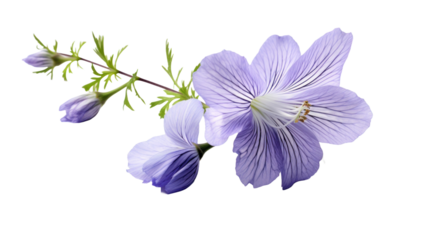 Jacobs Ladder isolated on a transparent background