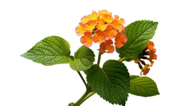 Lantana flower isolated on a transparent background