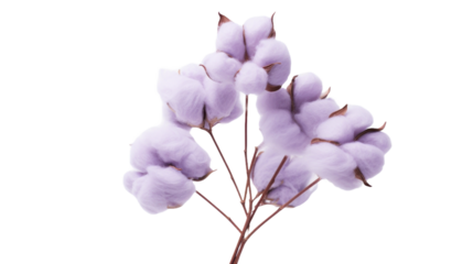 Lavender Cotton flower isolated on a transparent background