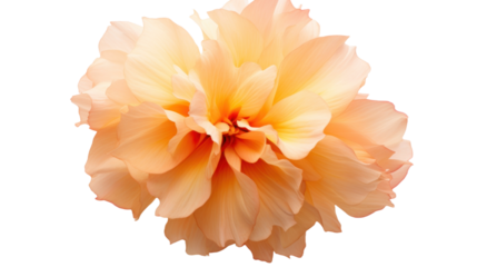 Louis Philippe flower isolated on a transparent background