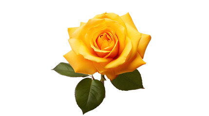 Lyda Rose flower isolated on a transparent background