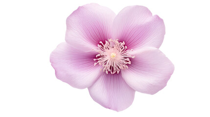 Fototapeta na wymiar Louise Odier flower isolated on a transparent background