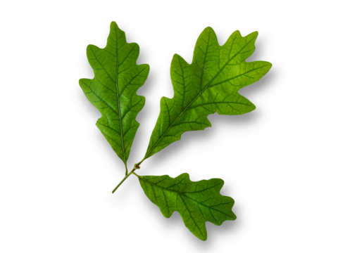 A branch with three green oak leaves isolated on transparent background. 