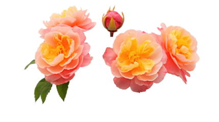 Moss Roses flower isolated on a transparent background