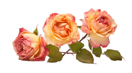 Old Garden Roses flower isolated on a transparent background