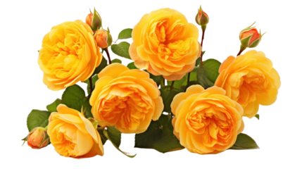 Old Garden Roses flower isolated on a transparent background