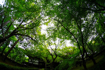 新緑が美しい季節の真如堂境内