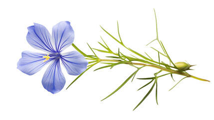 Perennial Flax flower isolated on a transparent background