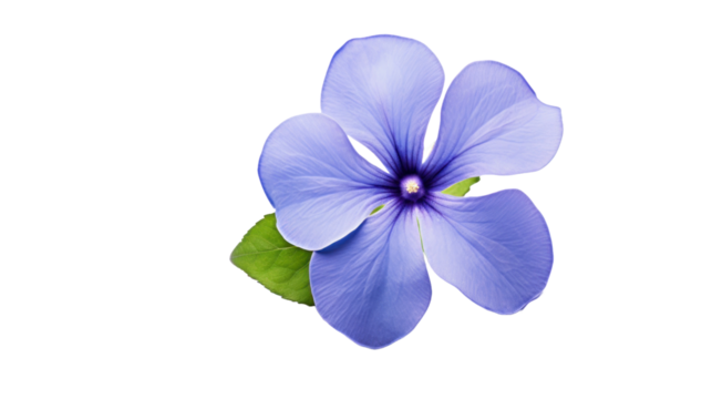 Periwinkle flower isolated on a transparent background