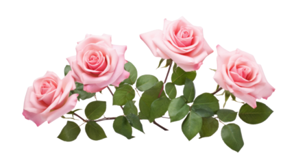 Polyantha Roses flower isolated on a transparent background