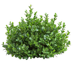Obraz premium Bush Isolated