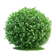 Fototapeta premium Bush Isolated