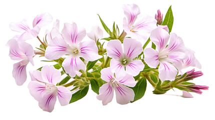 Rock Soapwort flower isolated on a transparent background