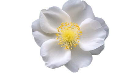 Rosa Rugosa Alba flower isolated on a transparent background