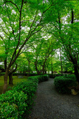 新緑が美しい季節の真如堂境内