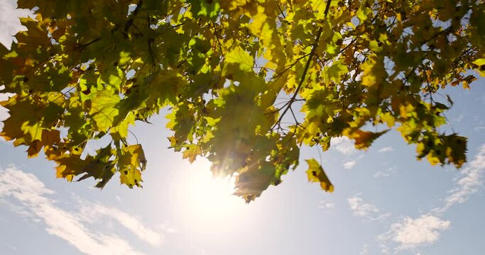 yellowing foliage on maples in autumn weather, maple tree during the autumn season before leaf fall